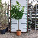 Pomarančovník (Citrus x sinensis) ´VALENCIA´ - výška 130-160 cm, obvod kmeňa 4/6 cm, kont. C10L